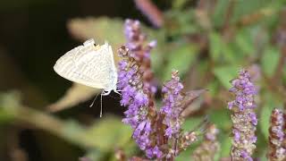 Longtailed Blue Butterfly with Beak Mark Visits Vietnamese Balm Flowers for Nectar 240fps [upl. by Nosaj]