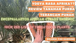 Jogja rasa Afrika Encephalartos African cycads Endemic  IUCN Red List of Threatened Plants [upl. by Margaux187]