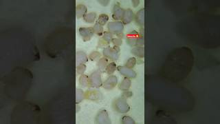 Biscuit Under microscope 🔬microscope science ytshorts shortsfeed scienceexperiment trending [upl. by Rubio]