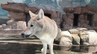 【天王寺動物園】チュウゴクオオカミ モンモン肉探し [upl. by Loy699]