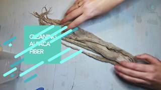 Cleaning Alpaca Fiber for doll wigs [upl. by Odlanier]