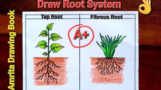 Root System Diagram Easy  How to Draw Tap Root and Fibrous Root step by step  Types of Roots [upl. by Aiciruam]