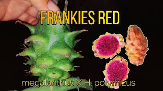 Pitahaya Hibrida Frankies Red en Peru – Megalanthus x Polyrhizus [upl. by Clemmie871]