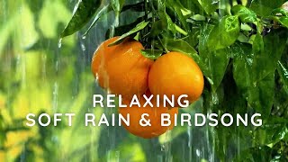 Healing Melodies Beautiful Natural Relaxing Soft Birdsong amp Music for Deep Sleep amp Relaxation [upl. by Jeremiah]