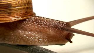 Snail Gastropoda  Macro HD [upl. by Nywde]