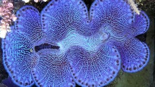 Tridacna maxima  Mördermuschel  Maxima Clam  Giant Clam  Breeding  Zucht  Hawaii [upl. by Spatola]