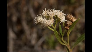 Baccharis salicifolia Plant ID Video [upl. by Ahsimal]