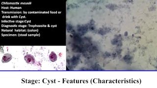 10 Practical Parasitology  Chilomastix Mesnili  Cyst Stage [upl. by Esbenshade]