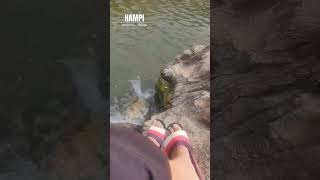 Exploring the WILDERNESS  hampi travel natureshorts virupakshatemple [upl. by Qiratla322]