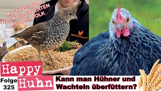 Fütterung Kann man Hühner und Wachteln überfüttern Von Fettleber bis Kohlenhydrate HAPPY HUHN E325 [upl. by Alten]