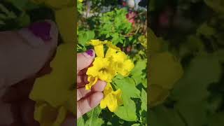 Tecoma stans plantytshorts yellow bell [upl. by Eibbor]