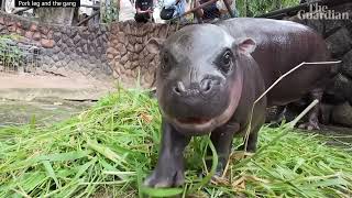 Moo Dang Baby Hippo Dance  Song A Day 5748 [upl. by Gerhardine]