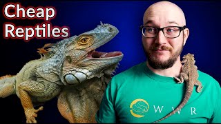 Top 5 Cheapest Reptiles  Are Cheap Reptiles Actual Cheap [upl. by Beora55]