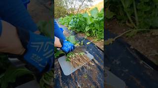 Easy and quick cutting of vegetable roots [upl. by Vaughn227]