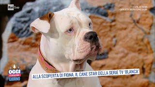 Alla scoperta di Fiona il cane star della serie Tv quotBlancaquot  Oggi è un altro giorno 08122021 [upl. by Dowski]