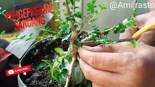 pengepresan percabangan pada bahan bonsai sancang [upl. by Doralynne]