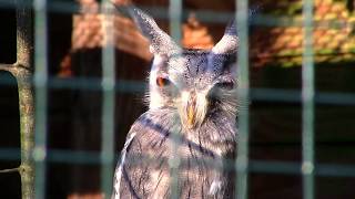 Whiskered OWL stares back  The Eurasian Scops Owl [upl. by Rosemary324]