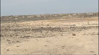 SandgrouseBlack belt hunting somewhere in balochitan wildlife camping [upl. by Aelahs]