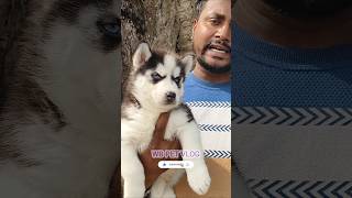 Siberian Husky in gaillf Street dog market yt kolkata pet kolkata yt pet ytshot song 🐕🍼♥️👍 [upl. by Icul634]