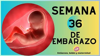 SEMANA 36 DE EMBARAZO  9no MES  DESARROLLO DEL BEBÉ  EMBARAZO SEMANA A SEMANA [upl. by Aizan557]