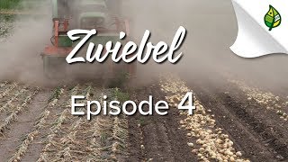 ZWIEBEL 44  Ernten Lagern Vermarkten [upl. by Maxa]