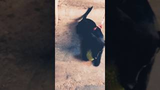 Dog ball ke sath khelte huedog trending comedyshorts [upl. by Ijat]