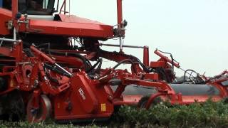 wwwtrekkertrekkernl  Special Celeriac harvest with a Grimme Tectron 415 [upl. by Saleme]