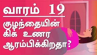 கர்ப்பம்  வாரம் 19  தமிழ்  Pregnancy  Week by Week  Week 19  Tamil [upl. by Beall7]