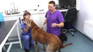 How To Treat Your House For Fleas PDSA Petwise Pet Health Hub [upl. by Asilegna]