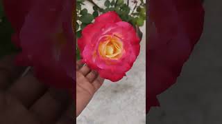 Beautiful bicolor rose trending viralshorts nature [upl. by Figge]