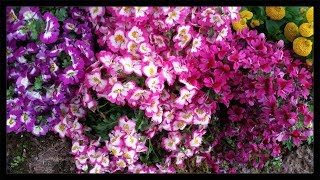 Fitzroy Gardens  The Conservatory Schizanthus  Calceolaria 🌼 [upl. by Aiem852]