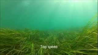 Spearfishing St Leonards [upl. by Ysac]