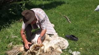 The Silence of the Sheep [upl. by Eustatius]