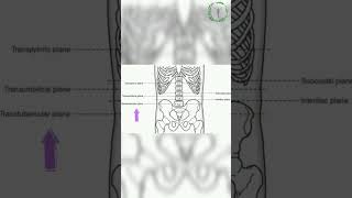 Subcostal plane explained in 60 seconds humananatomy abdomen anatomy doctorsofmedicine [upl. by Renba56]