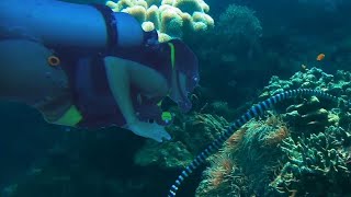 Divers Encounter Highly Venomous Sea Snakes yellowlipped sea krait Laticauda colubrina [upl. by Ynej]