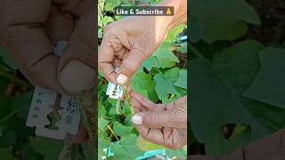 Brinjal plant ☘️baingankapodha flower caterpillar gardeningtour gardenplants garden [upl. by Annoyi38]