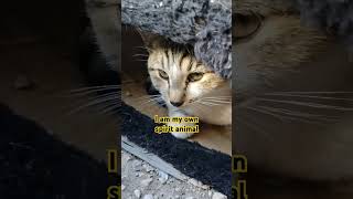 Furry Kitty Head kittens cat catsoflasvegas furrycat furry funnycats cutekittten cathead [upl. by Euqinemod434]