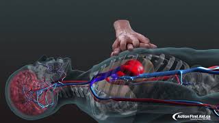 CPR in Action  A 3D look inside the body [upl. by Hagood]