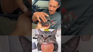 👽 memes trollface cat humor gato funny keşfet viralvideo popular trendingshorts [upl. by Ahcsim]