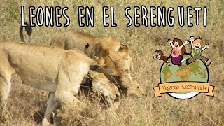 Familia de Leones en el safari por el Serengueti [upl. by Ynwat]