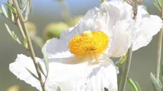 How to Grow Matilija Poppy Romneya Coulteri [upl. by Atin794]