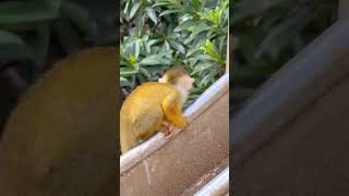 リスザルベイビーのかわいい瞬間 Cute Squirrel monkey babys🐒【海の中道海浜公園動物の森】shorts animals 動物園 猿 [upl. by Gorski]