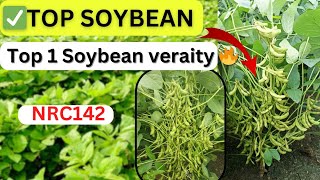 Top Soybean💥 आज तक ऐसी सोयाबीन की किस्म नहीं देखीNRCSOYBEAN [upl. by Htrap]