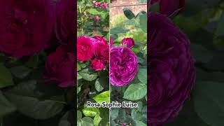 Rosa Sophie Luise Flores grandes perfumadas em tom de rosavinho [upl. by Xonk]