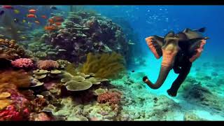 Elephant Goes Diving with Tropical Fish [upl. by Ennahs]