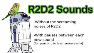 R2D2 Sounds for bird mimicking [upl. by Sharl319]