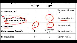 Medical Microbiology Streptococcus lec3 [upl. by Adihaj]