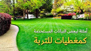 بعض النباتات المستخدمة كمغطيات التربة [upl. by Kahn]