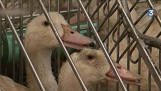 Francia sacrifica miles de aves tras detectar nuevos brotes de gripe aviar [upl. by Grefe491]