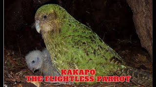 Kakapo  The Flightless Parrot [upl. by Atiram]